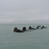 Force Recon Course 2015_094
